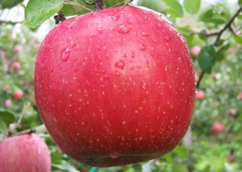 Высокоурожайный и неприхотливый сорт яблонь