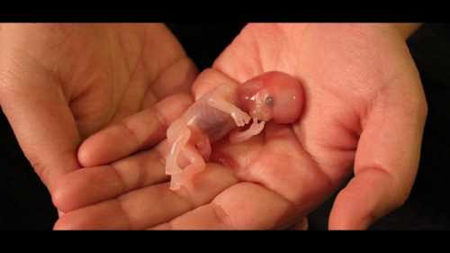 Последствия мини-аборта