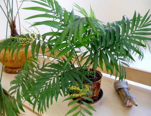 Комнатные растения пальма вашингтония