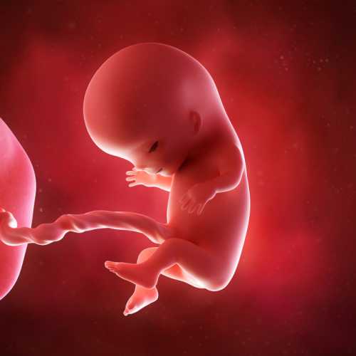 В первом триместре беременности закладываются все органы малыша