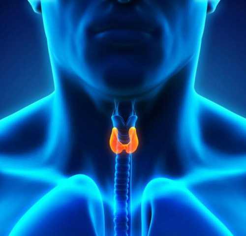 7 признаков болезни щитовидной железы, на которые мы не обращаем внимания