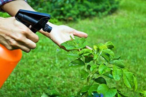 Уход за комнатными растениями: безопасность при работе с пестицидами