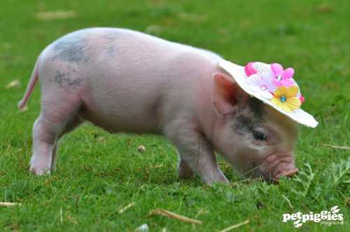 </p><p></p><p>Свинки хорошо ладят с другими домашними животными, они подвижны, если их не перекармливать, игривы